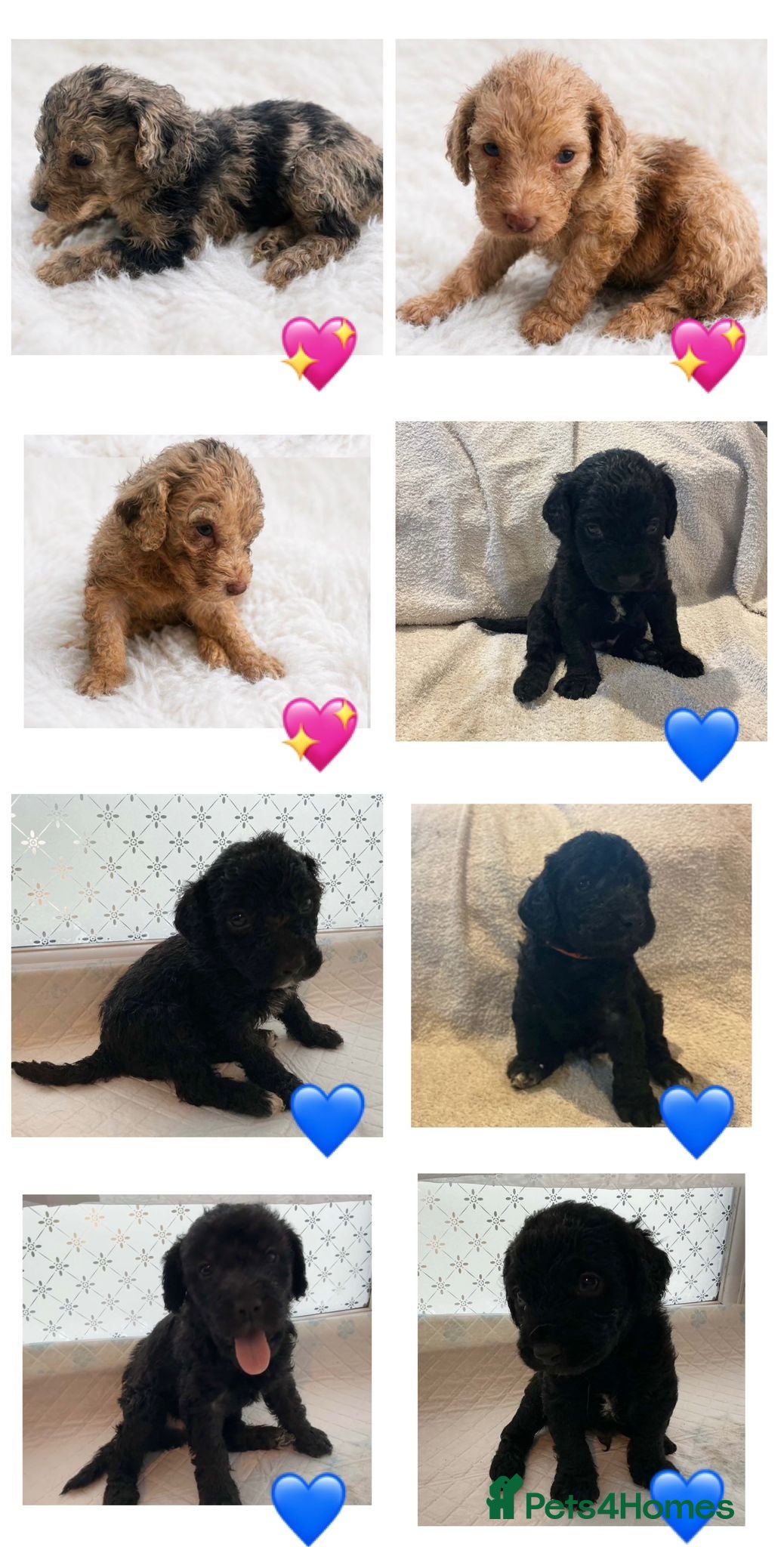 Labradoodle dogs Beautiful labradoodle puppies 🐶 - Advert 7