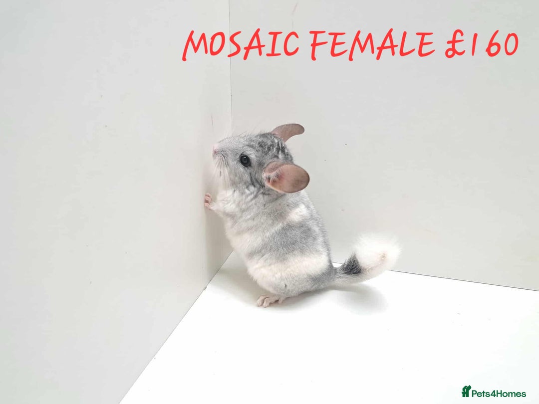 Chinchilla rodents for sale: STUNNING BABIES CHINCHILLA MIX COLOURS AND GENDER  - Image 15