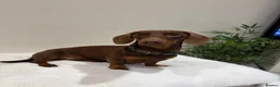 Miniature Dachshund dogs for stud: chocolate boy carries fluffy gene for stud  - Advert 5