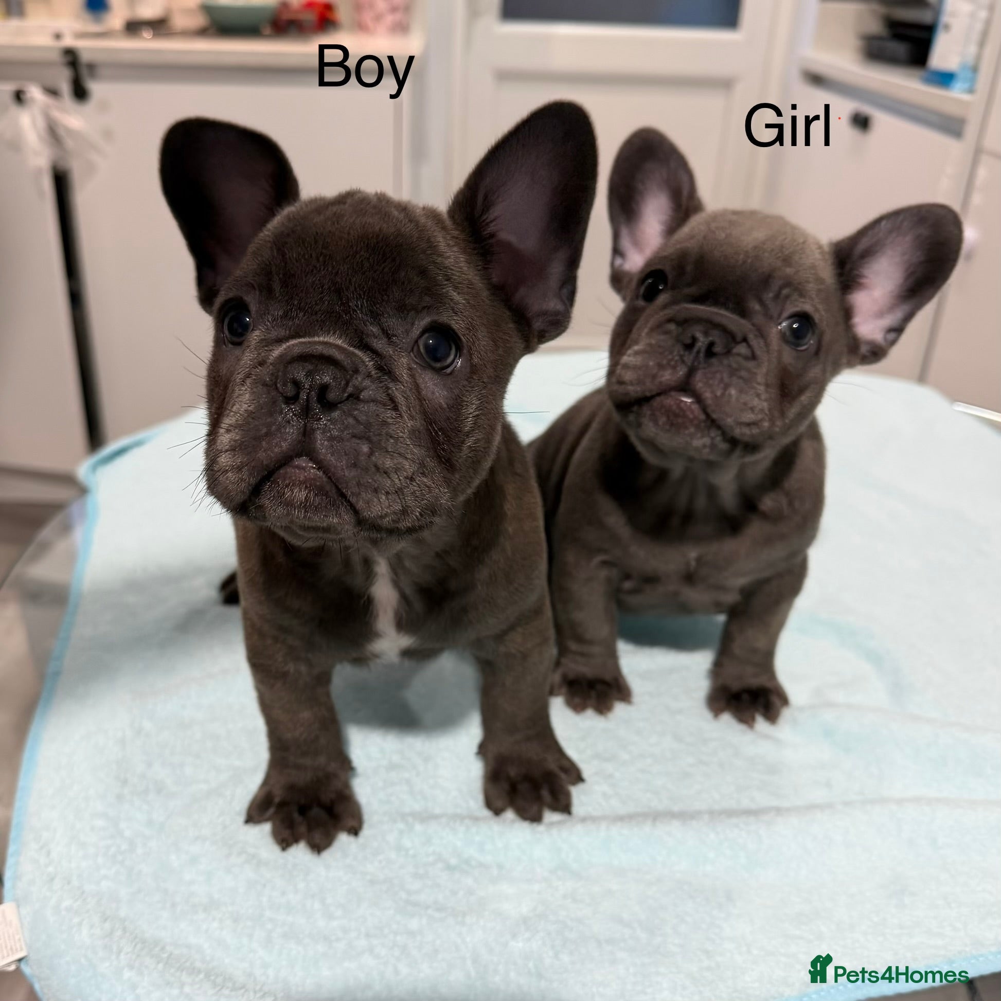 French Bulldog dogs French Bulldog puppies one girl and one boy - Advert 1