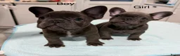 French Bulldog dogs for sale: French Bulldog puppies one girl and one boy - Advert 1