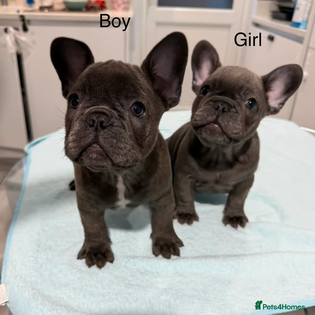 French Bulldog dogs for sale: French Bulldog puppies one girl and one boy - Advert 1
