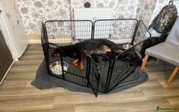 Rottweiler dogs for sale: 8 Beautiful, chunky Rottweiler pups  - Image 10