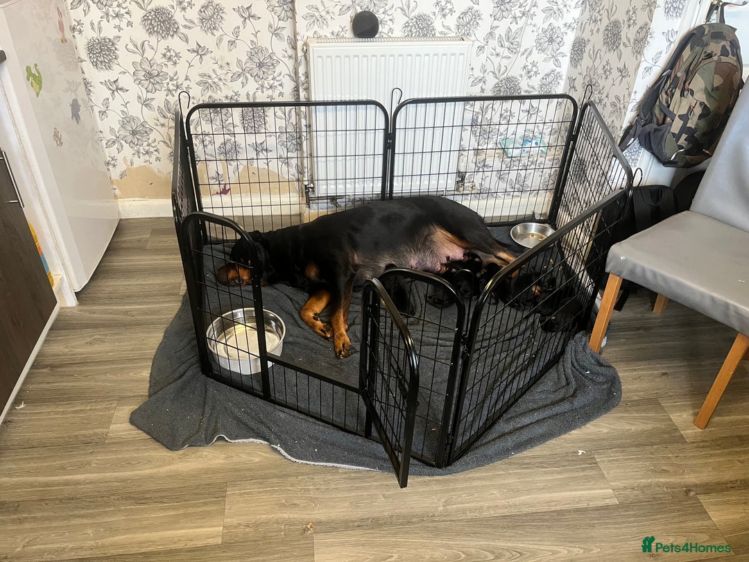 Rottweiler dogs for sale: 8 Beautiful, chunky Rottweiler pups  - Image 10