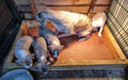 Whippet dogs for sale: Kc whippets - Image 7