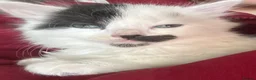 Mixed Breed cats for sale: KITTENS Females - Advert 1