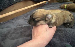 Mixed Breed dogs for sale: Beautiful Inca & handsome Nanuq PUPDATE x2  - Image 11