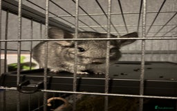 Chinchilla rodents for sale: male chinchilla - Image 4