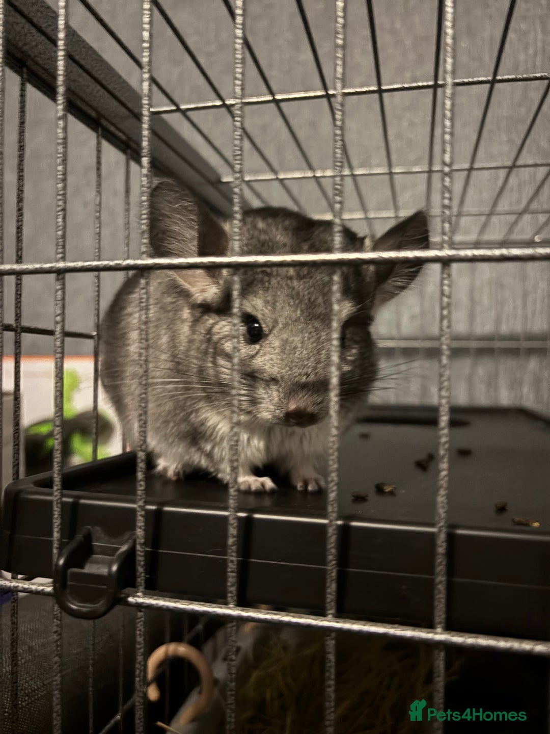 Chinchilla rodents for sale: male chinchilla - Image 4