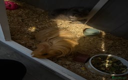 Guinea Pig rodents for sale: Two girls ‘ ivy and iris  - Image 10