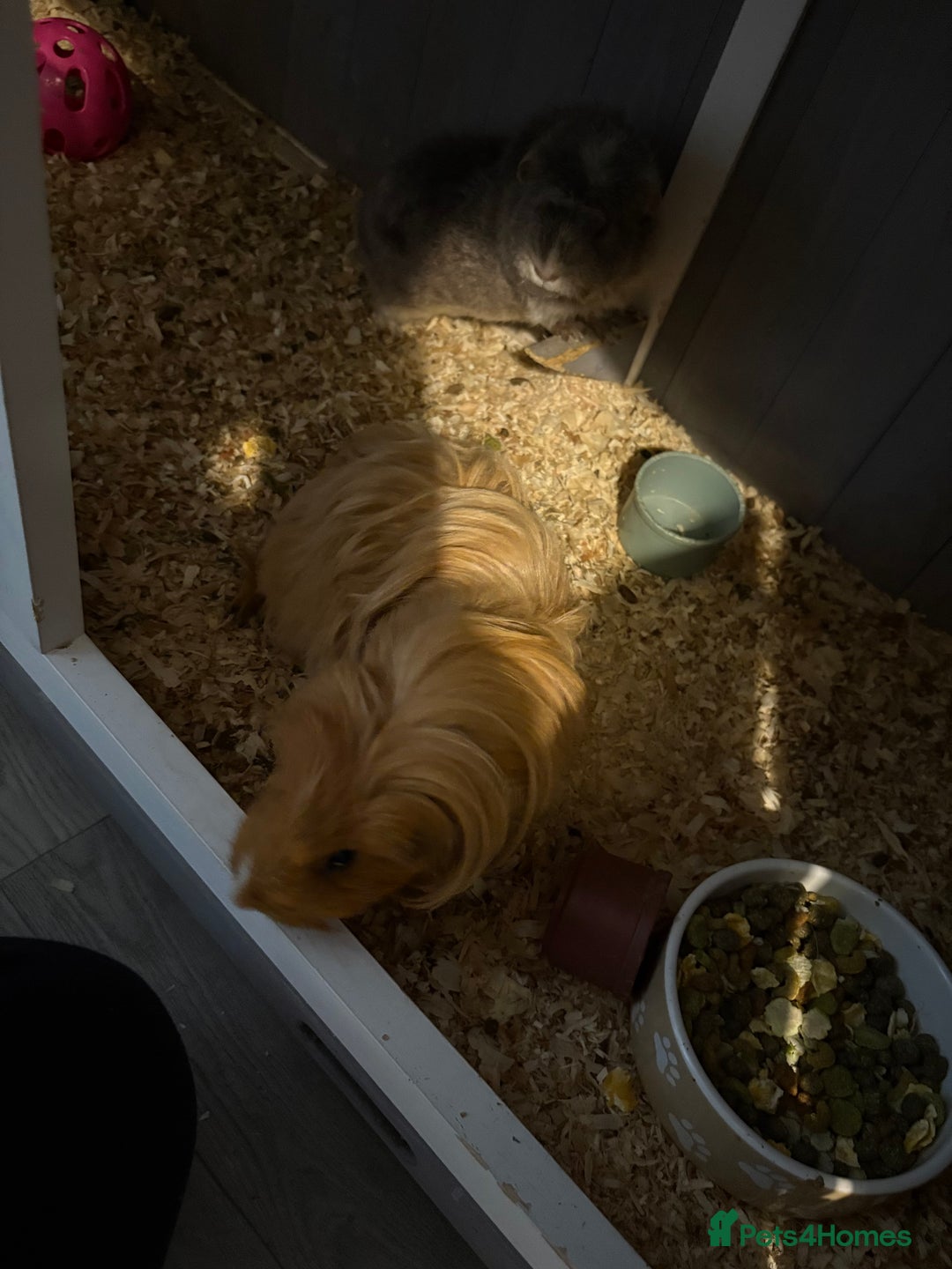 Guinea Pig rodents for sale: Two girls ‘ ivy and iris  - Image 10