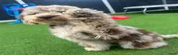 Cockapoo dogs for sale: Chocolate/Silver beige Multigen puppies - Advert 27