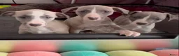 Whippet dogs for sale: NEW KIDS ON THE BLOCK /STUNNING  RKC LITTER  - Advert 9