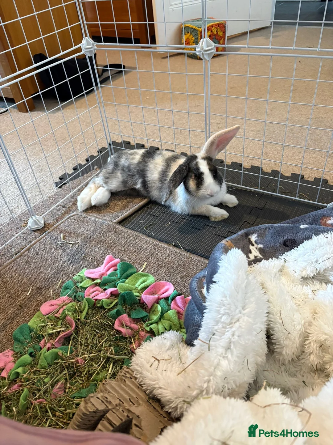 Mini Lop rabbits for sale: Bertie - Male Harlequin Mini Lop - Advert 6