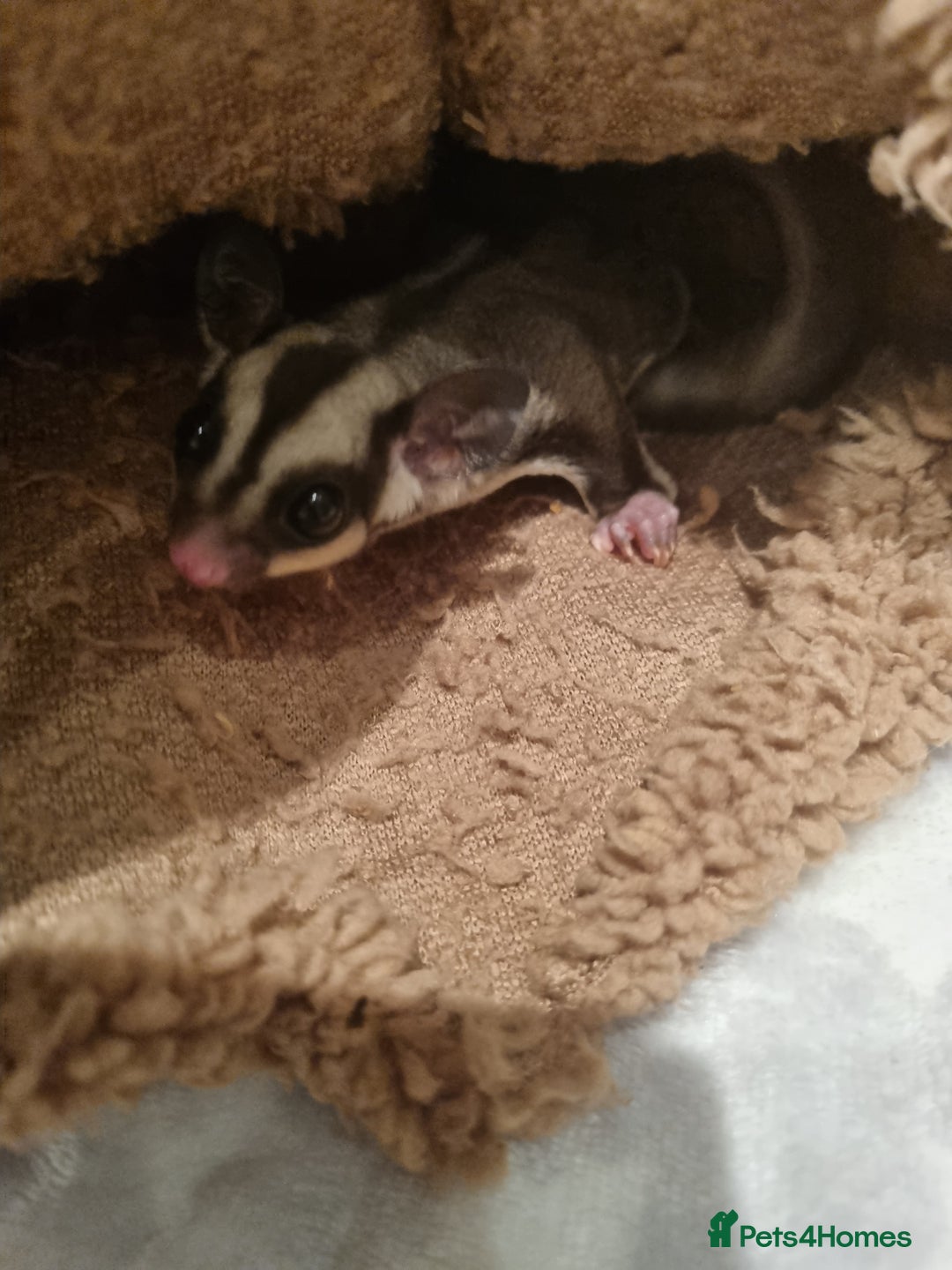 Sugar Glider rodents for sale: Little boy - Image 4