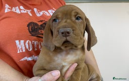 Hungarian Vizsla dogs for sale: Stunning Hungarian Vizsla Puppies  - Image 22