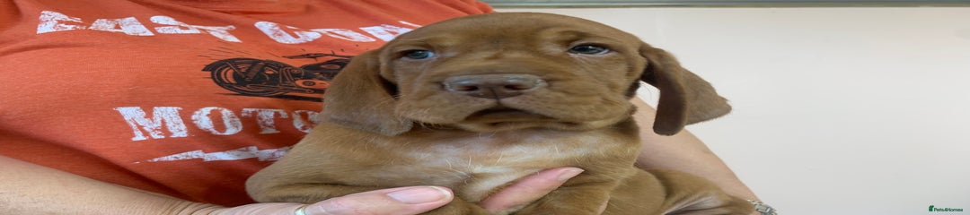 Hungarian Vizsla Puppy 4