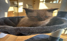 British Shorthair cats for sale: 3 male, 2 female British shorthair - Advert 4