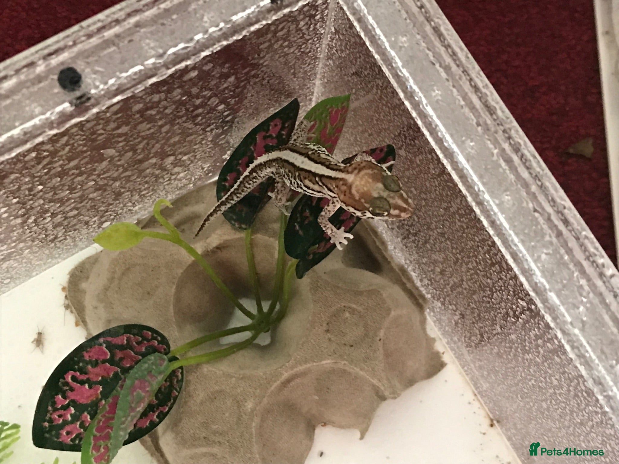 Gecko reptiles Madagascan Ground Gecko / Pictus Gecko - Advert 2