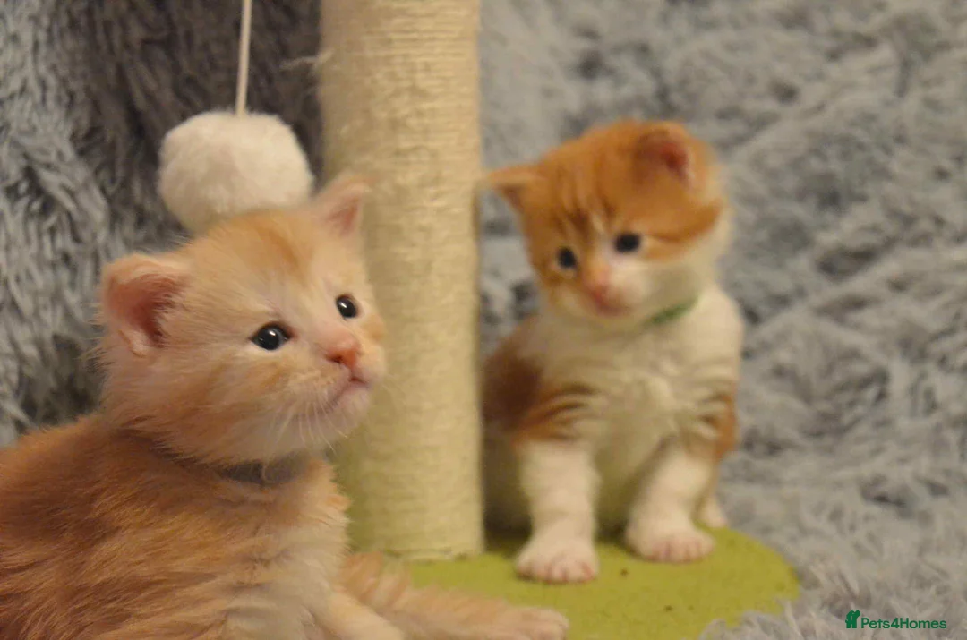 Maine Coon cats for sale: Maine coon kittens reds stunning pedigree’s  - Advert 8