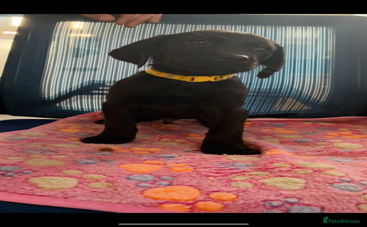 Labrador Retriever dogs - Advert 10