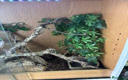 Corn Snake reptiles for sale: Beautiful male corn snake - Image 9