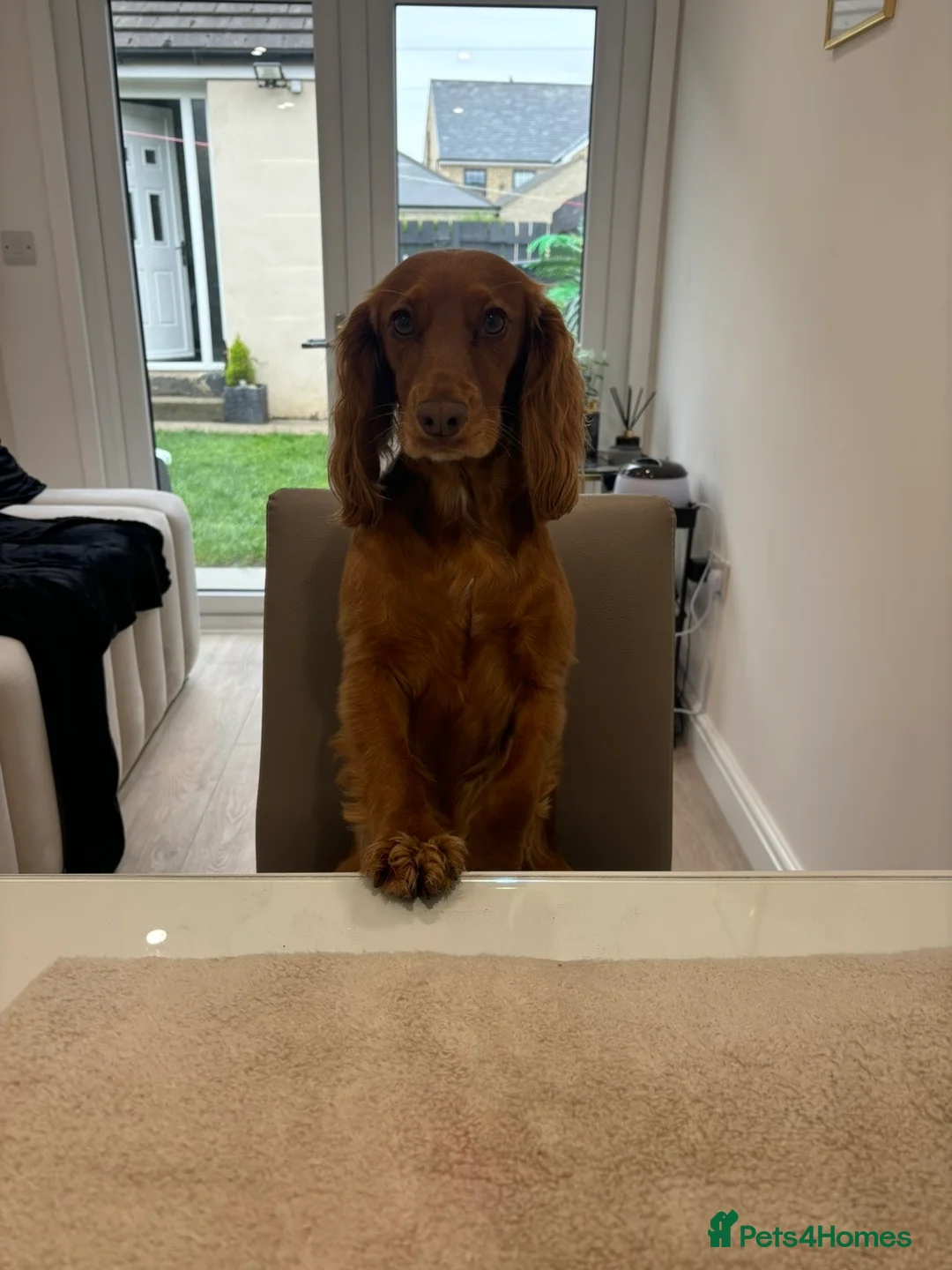 Cocker Spaniel dogs for sale: KC Registered Cocker Spaniel Puppies  - Advert 13