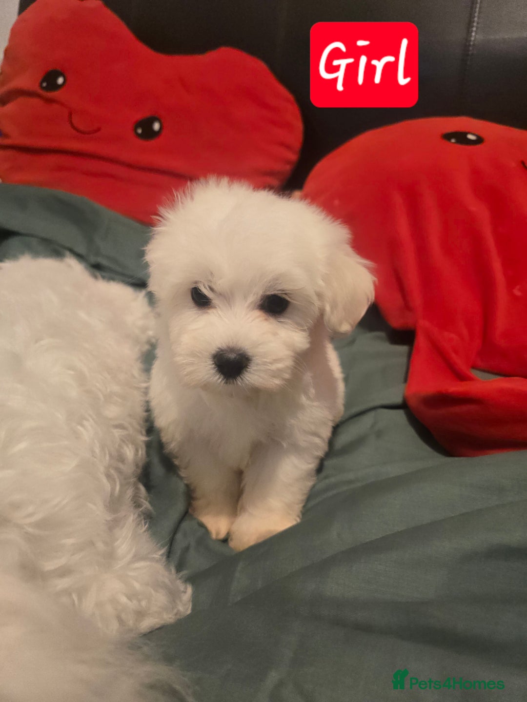 Maltese dogs for sale: Fully vaccinated💫Tiny Maltese! 1 boy left💫 - Advert 12
