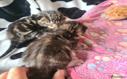 Mixed Breed cats for sale: really beautiful mixed litter - Image 2