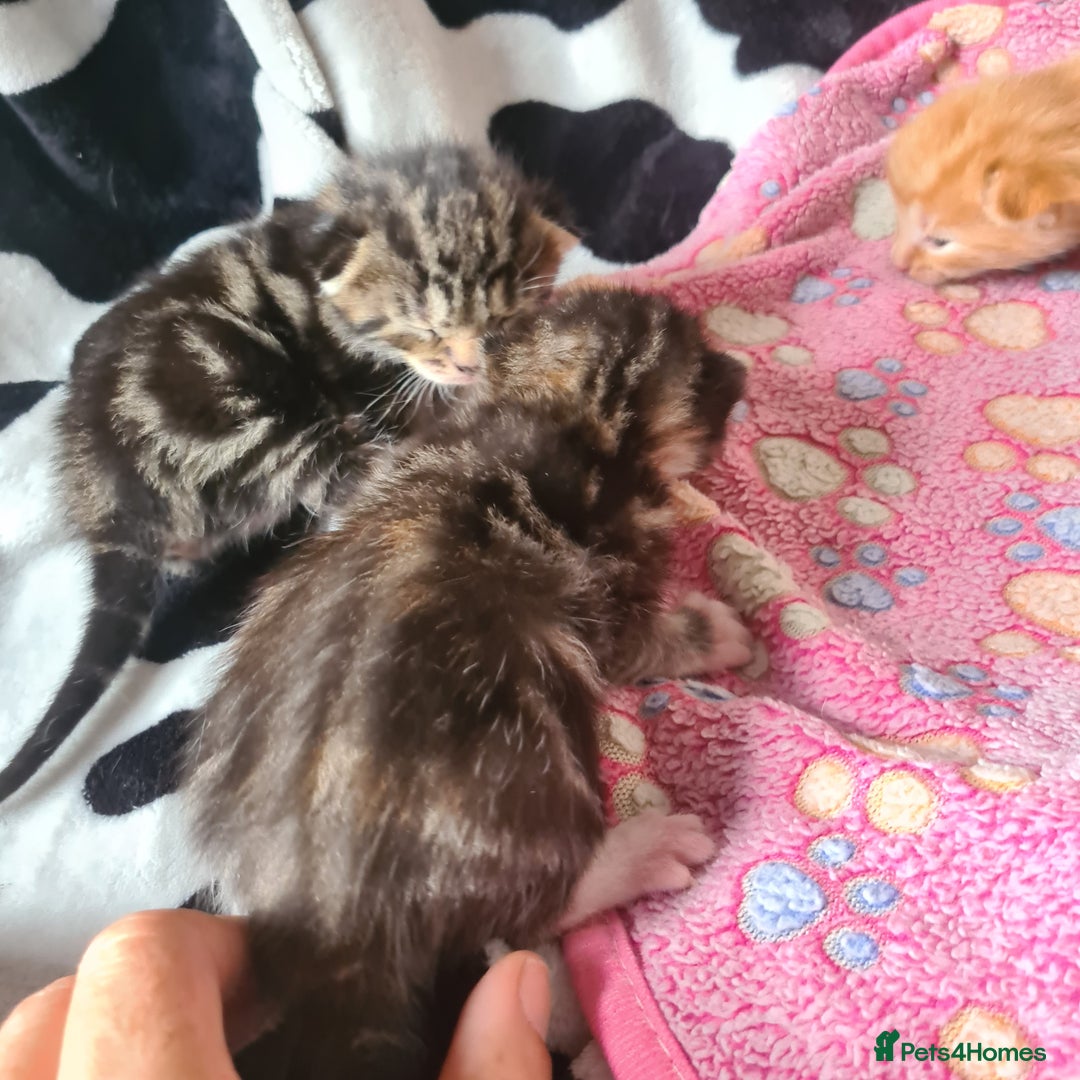 Mixed Breed cats for sale: really beautiful mixed litter - Image 2