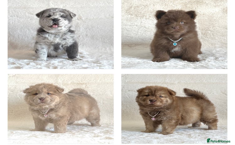 Chow Chow dogs - Advert 1