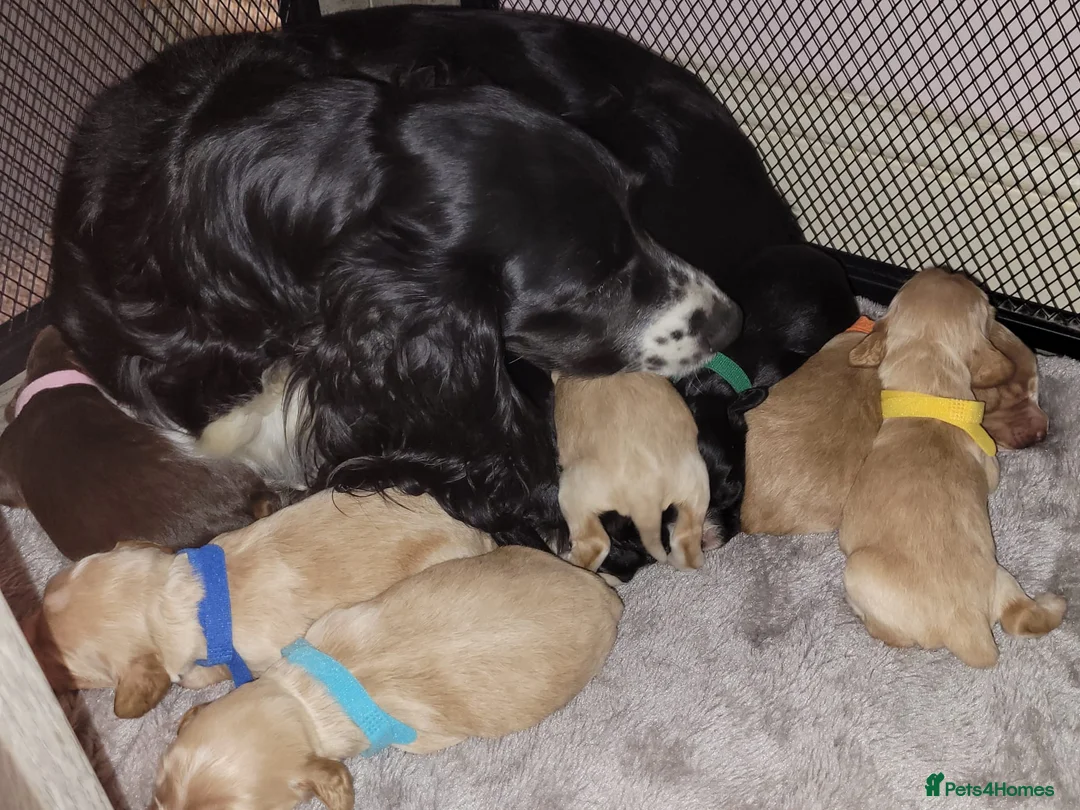 Cocker Spaniel dogs for sale: cocker spaniel puppies in Dover - Advert 2