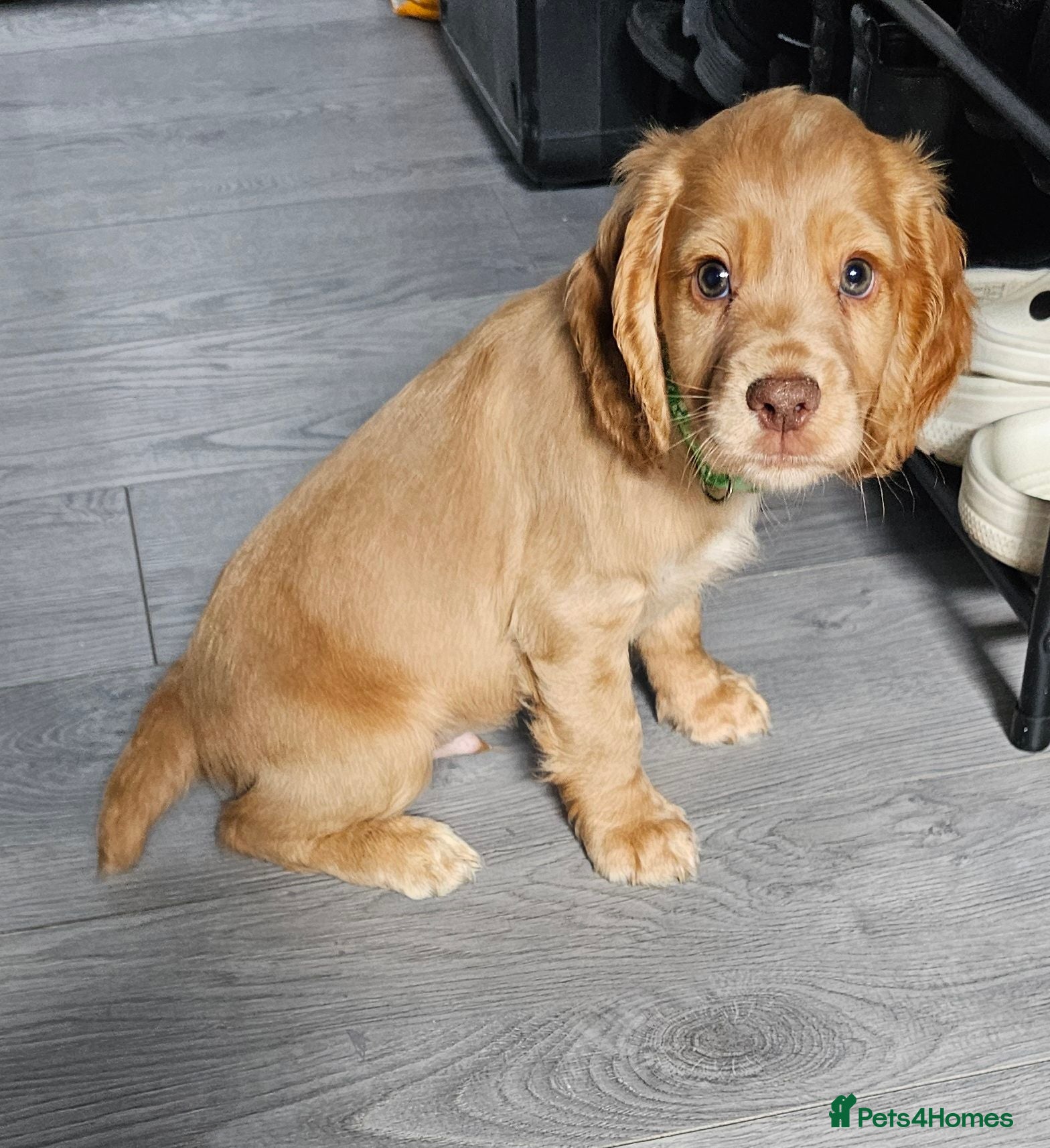 Cocker Spaniel dogs  1 stunning red boy kc reg working cocker spaniels - Advert 14