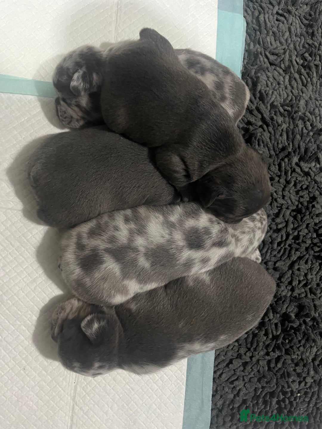 French Bulldog dogs for sale: Lilac carrying fluffy  - Advert 3
