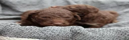 Labradoodle dogs for sale: ✨️Solstice Babies , Ready 4 Homes Late August✨️  - Advert 22
