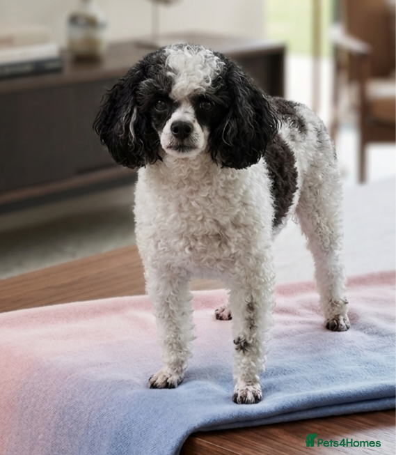 Toy Poodle dogs TINY KC PARTI TOY POODLE STUD HEALTH TESTED - Advert 17