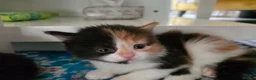 Mixed Breed cats for sale: Adorable Mixed Kittens Ready for Loving Homes - Advert 25