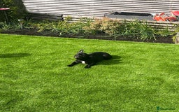 French Bulldog dogs for sale: French Bulldog Puppy (6 months) - Image 1