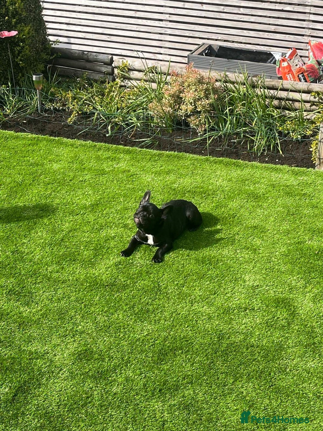French Bulldog dogs for sale: French Bulldog Puppy (6 months) - Image 1