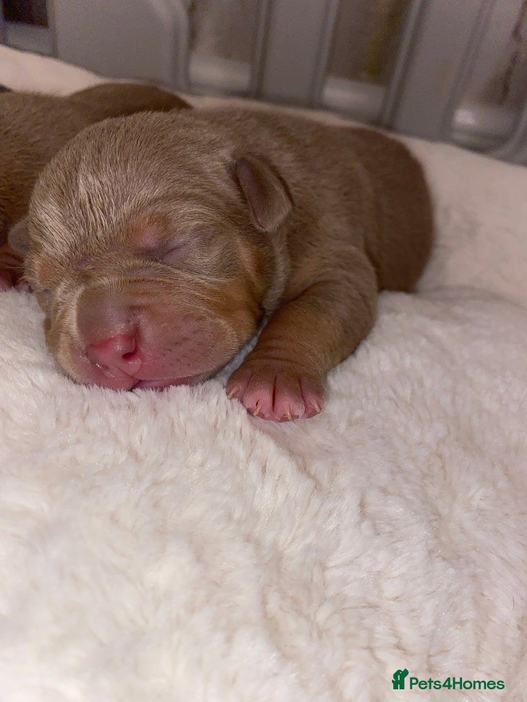 American Bully dogs for sale: Pocket bully pups - Advert 9