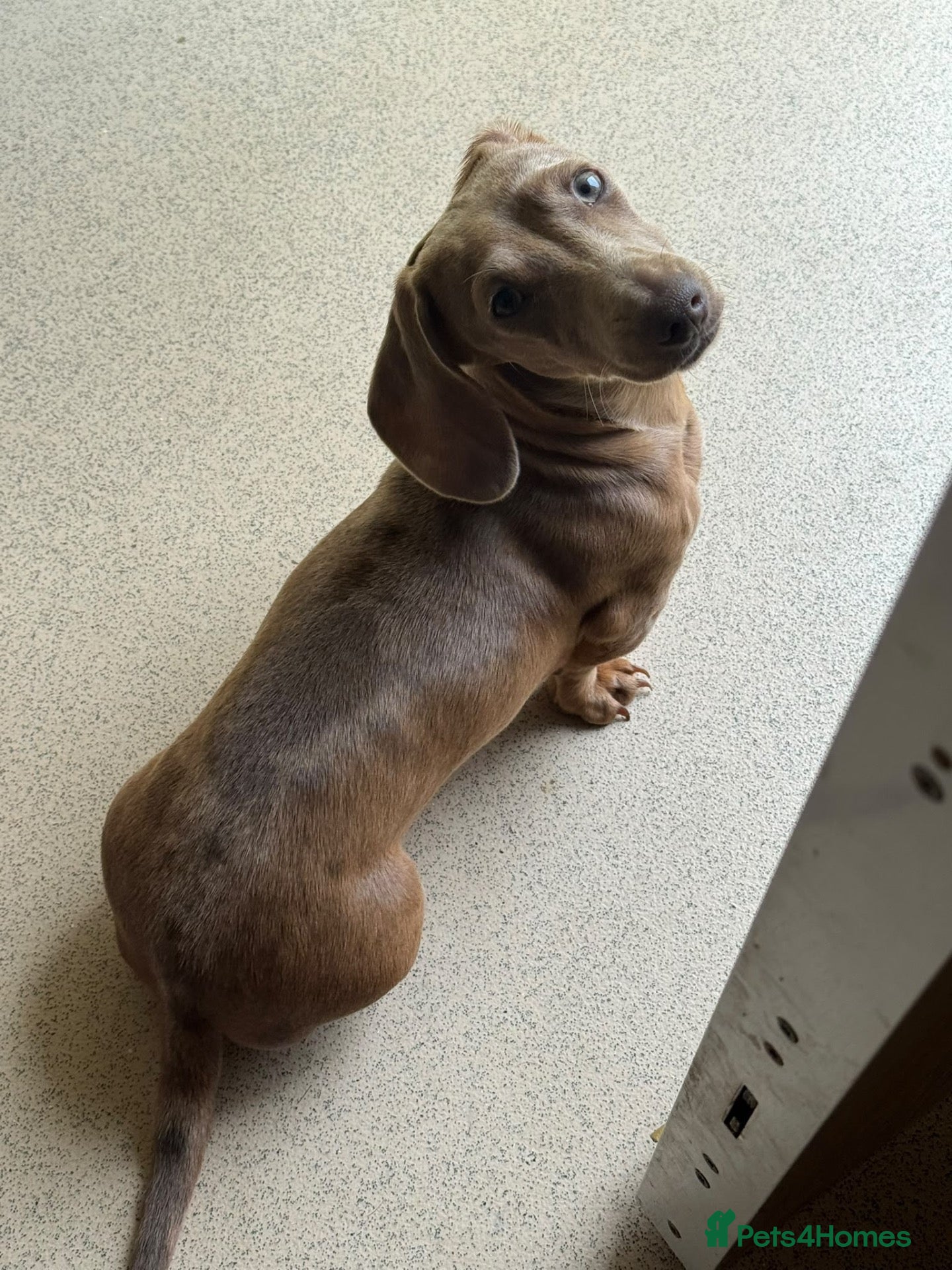 Miniature Dachshund dogs Miniature dachshund  - Advert 18