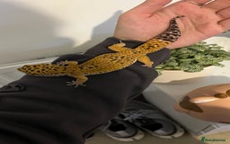 Leopard Gecko reptiles for sale: 4x Leopard geckos  - Image 8