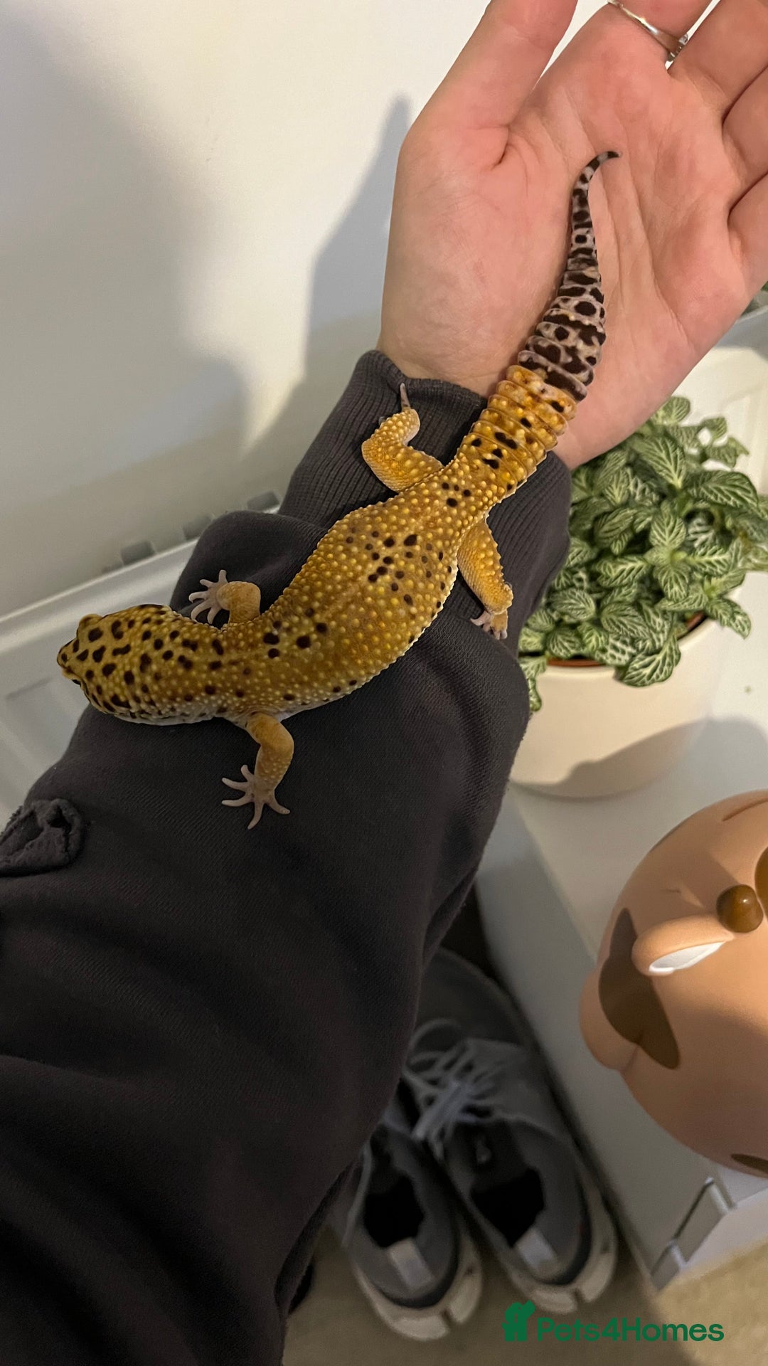 Leopard Gecko reptiles for sale: 4x Leopard geckos  - Image 8