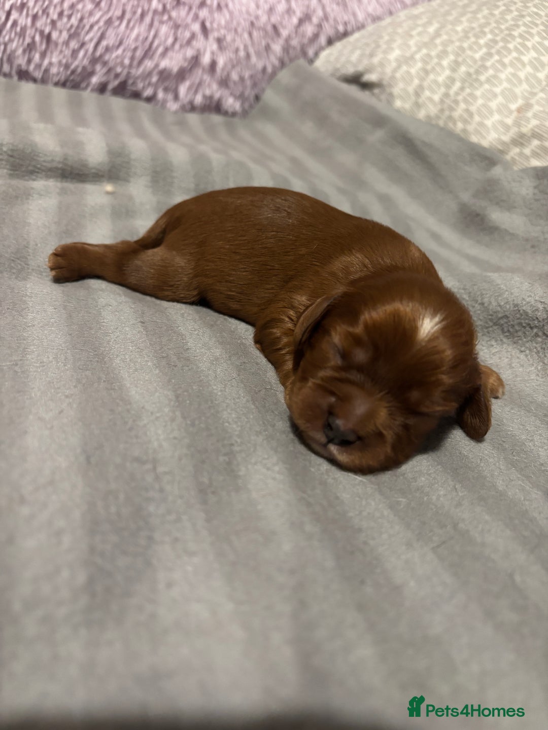 Cavalier King Charles Spaniel dogs for sale: Beautiful KC Registered Boy ✨ Health Tested ✨ - Advert 13