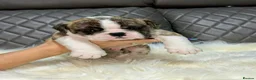 English Bulldog dogs for sale: KC registered English Bulldog Puppies  in Exeter - Advert 17