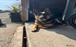 German Shepherd dogs for sale: Upcoming - Image 2