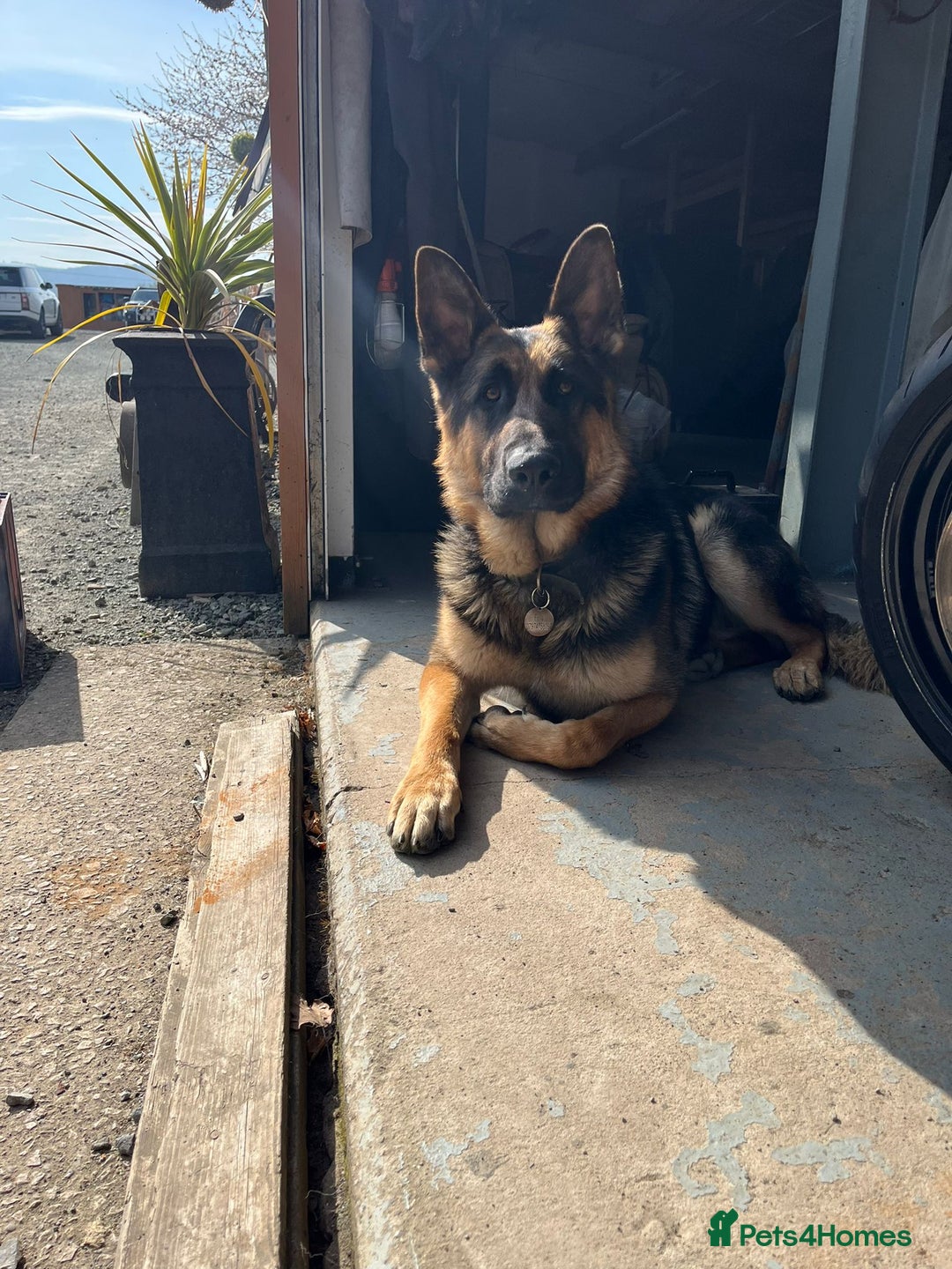 German Shepherd dogs for sale: Upcoming - Image 2