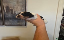 Cocker Spaniel dogs for sale: Kc registered mixed litter - Image 16