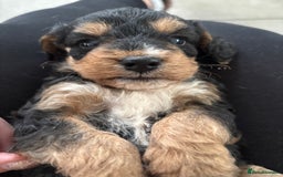 Mixed Breed dogs for sale: Beagle x poodle puppies  - Image 1