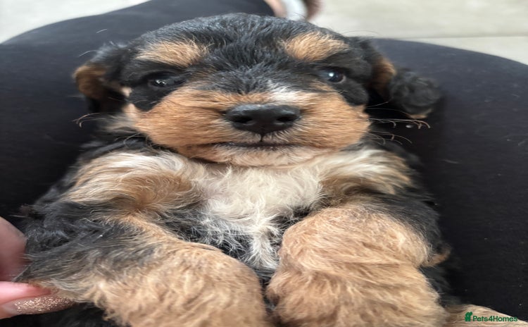 Mixed Breed dogs - Advert 6